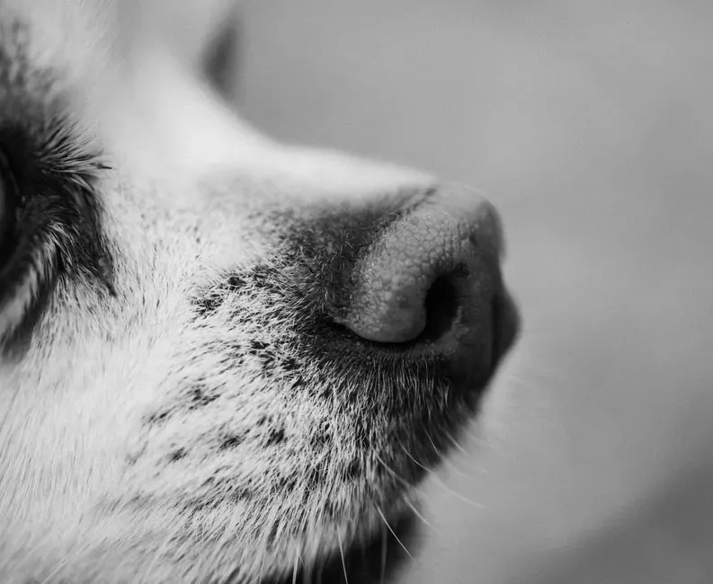 The Science Behind a Dog’s Superpowered Nose (Image Credits: Pexels)