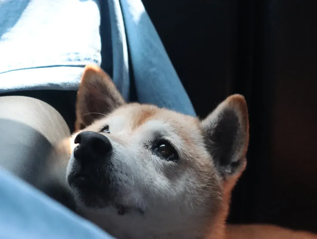 Recognizing When Your Dog Needs Help (Image Credits: Unsplash)