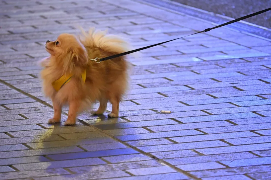 What Happens to Dogs Who Miss Their Daily Walk (Image Credits: Unsplash)