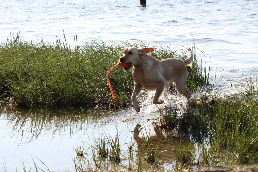 North Carolina: Southern Hospitality for Hounds (bil_kleb, Flickr, CC BY-SA 2.0)