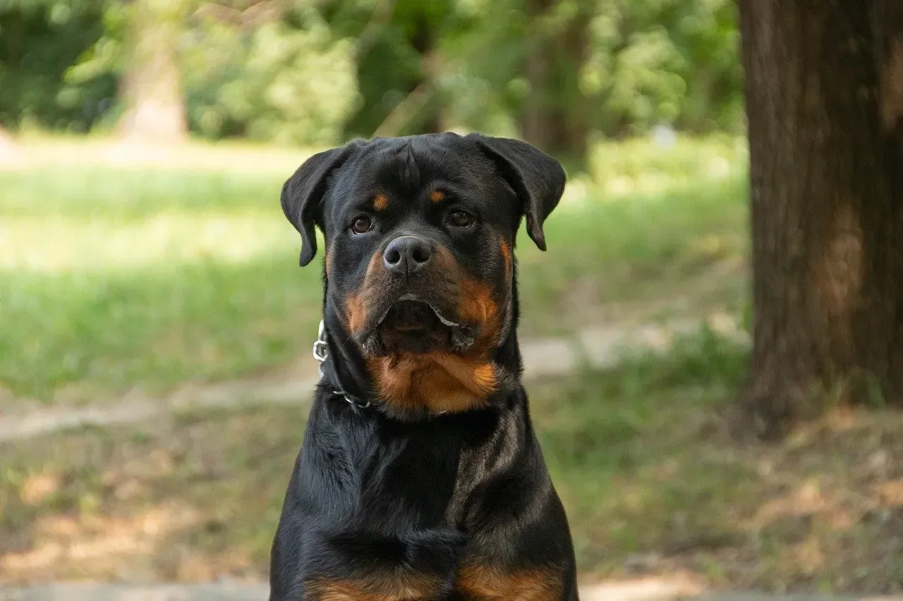 The Rottweiler: The Quiet Guardian Who Reads the Sky (Image Credits: Pixabay)