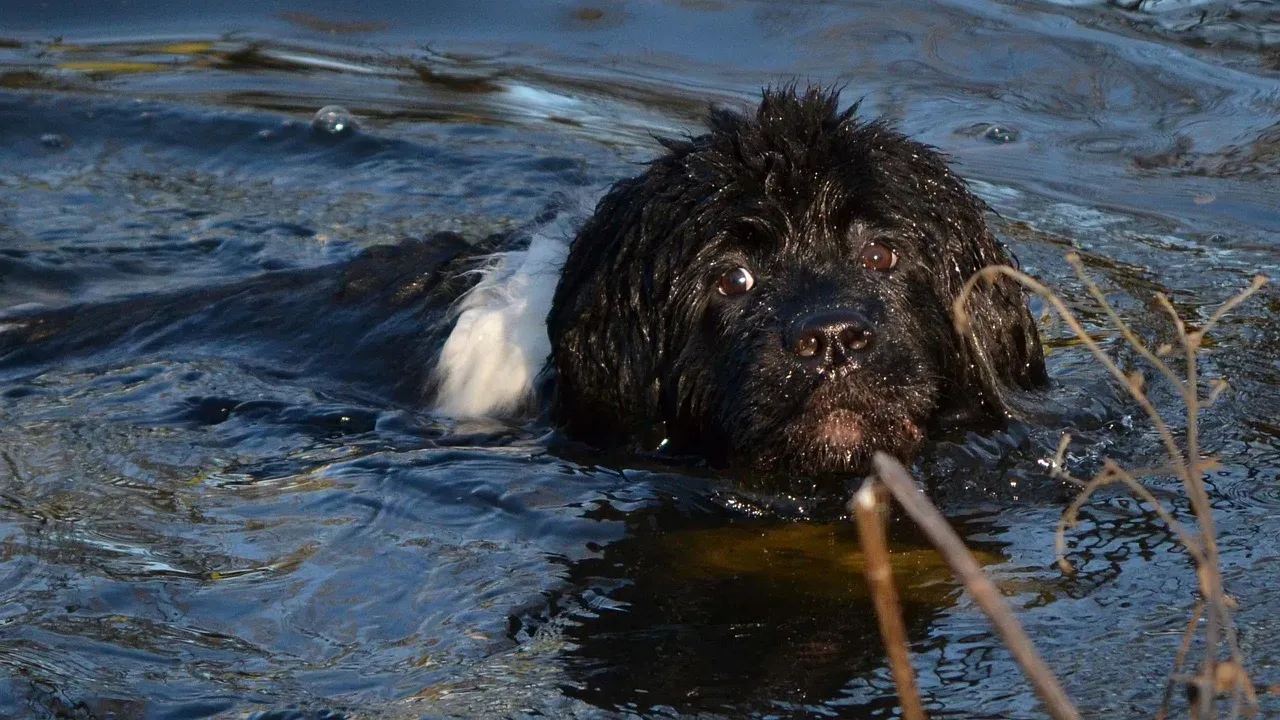 Newfoundland: The Gentle Giant Lifeguard (Image Credits: Pixabay)