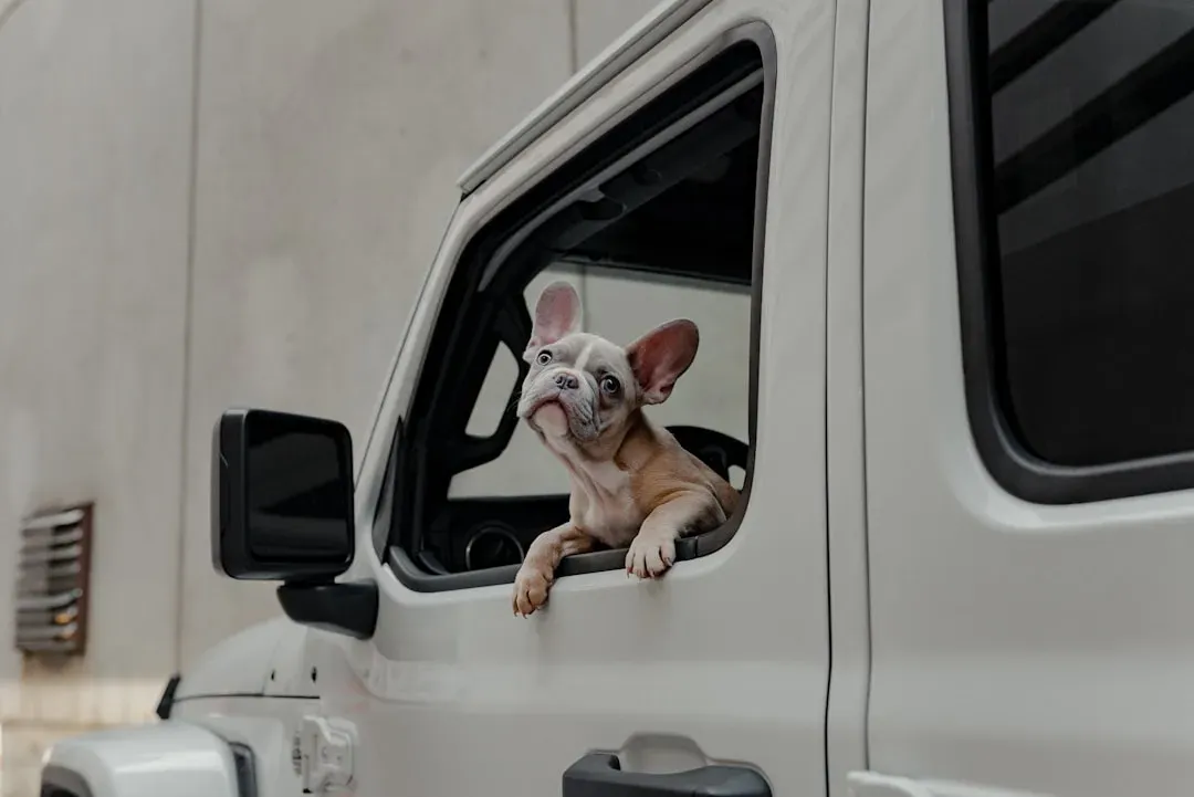 French Bulldog: The Low-Key Travel Lover (Image Credits: Unsplash)