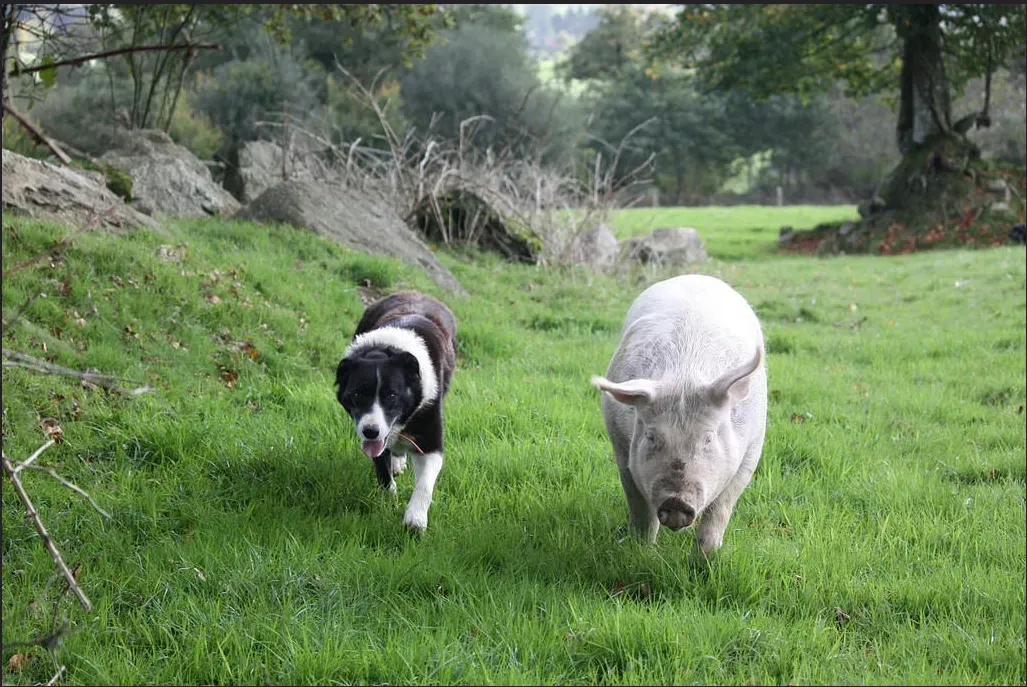 Collie (Image Credits: Wikimedia)