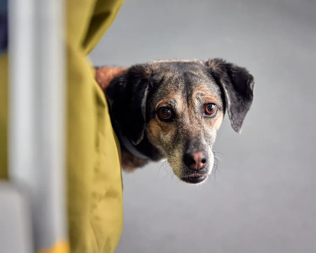 10. Avoidance and Displacement Behaviors (Image Credits: Unsplash)