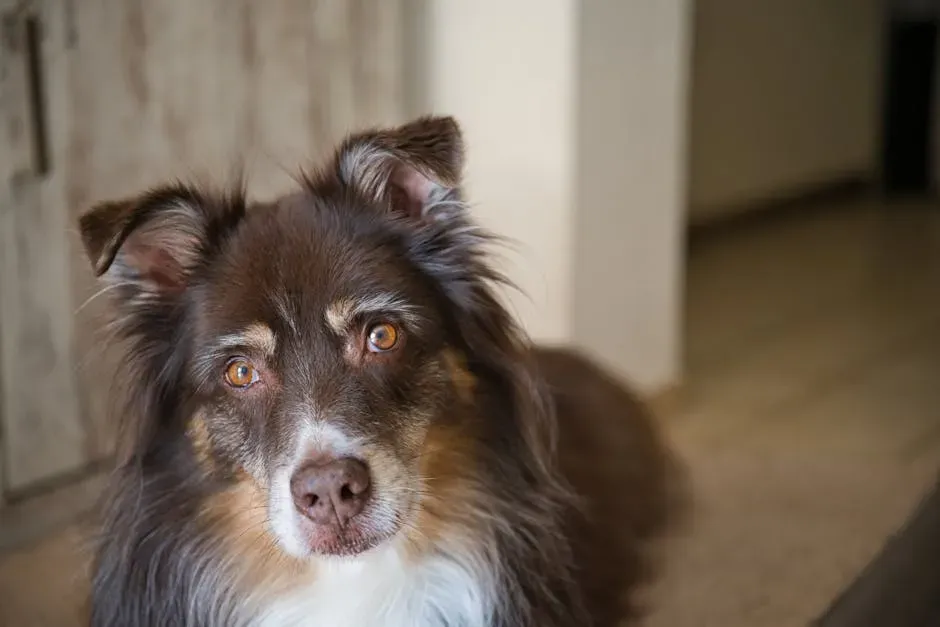 #8: Australian Shepherd (Image Credits: Pexels)