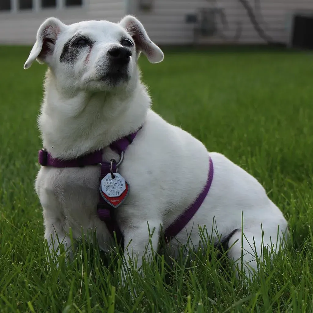 Conclusion: Your Dog's Quirks Tell Their Story (Image Credits: Flickr)