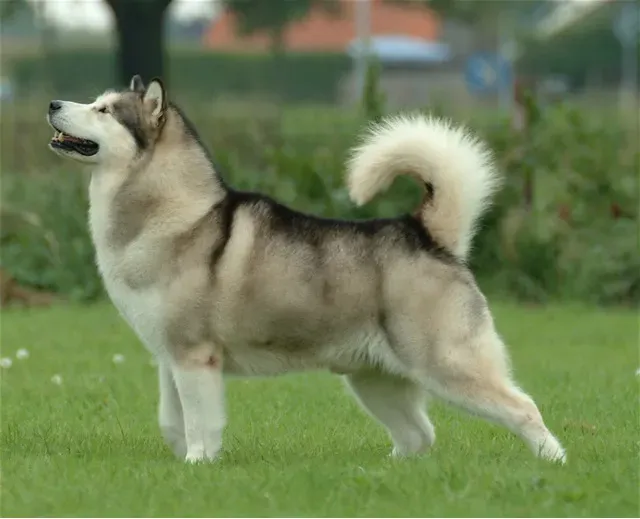 7. Alaskan Malamute – Even More Coat, Even Less Heat Tolerance (By SCMW, CC BY 3.0)