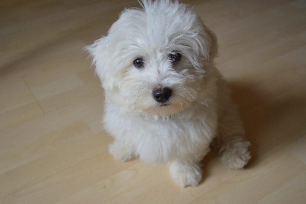 Coton de Tulear: Gentle and Low-Maintenance (Image Credits: Rawpixel)