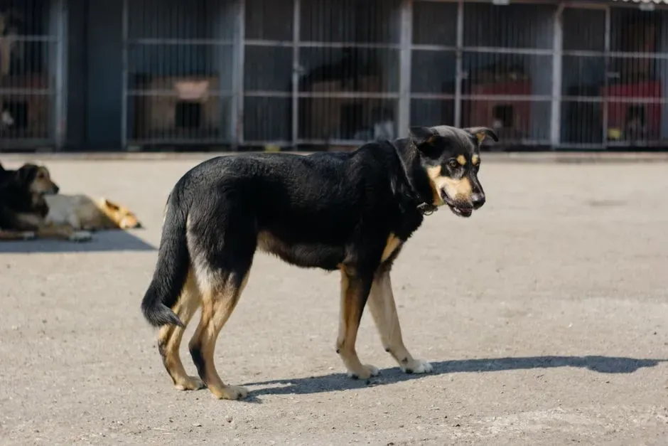 Why Choosing a Cheaper Breed (or Mixed Breed) Is Not “Settling” (Image Credits: Pexels)