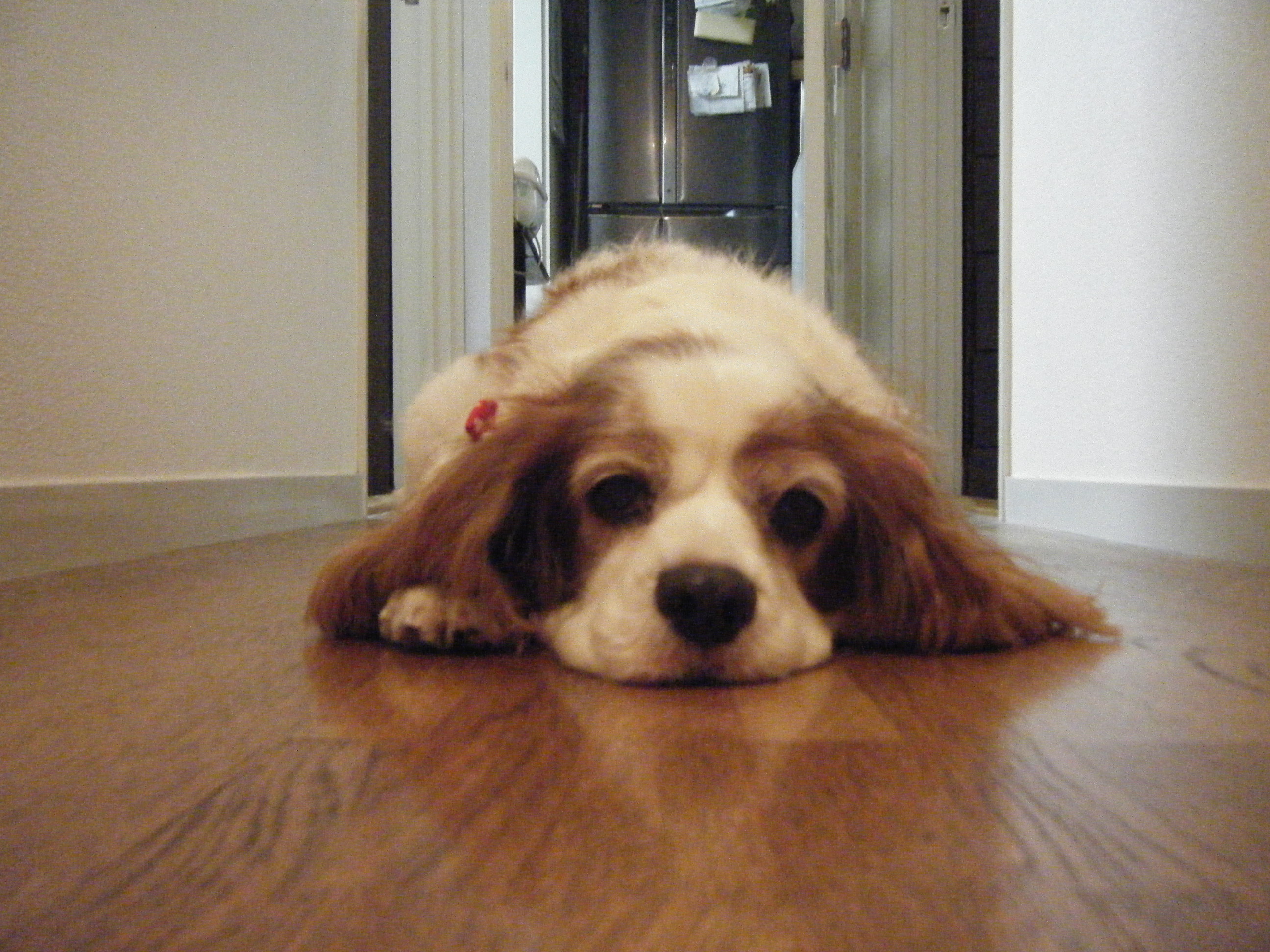 Cavalier King Charles Spaniels: Born to Comfort (Image Credits: Wikimedia)