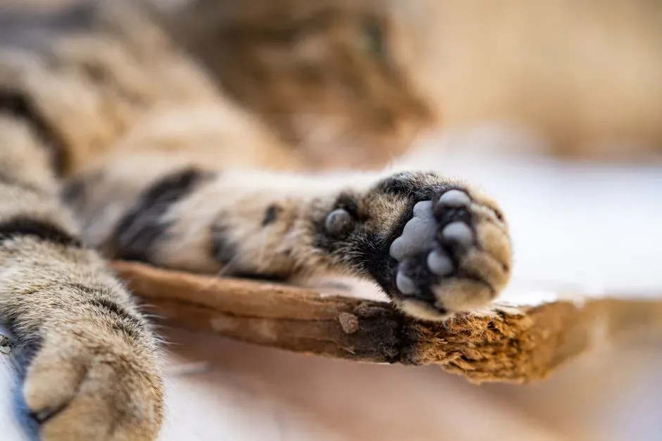 It Could Be a Gesture of Affection (Image Credits: Pexels)