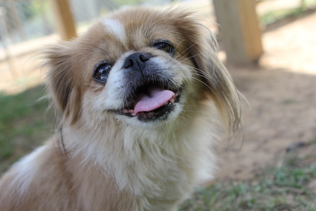 Pekingese (Image Credits: Unsplash)