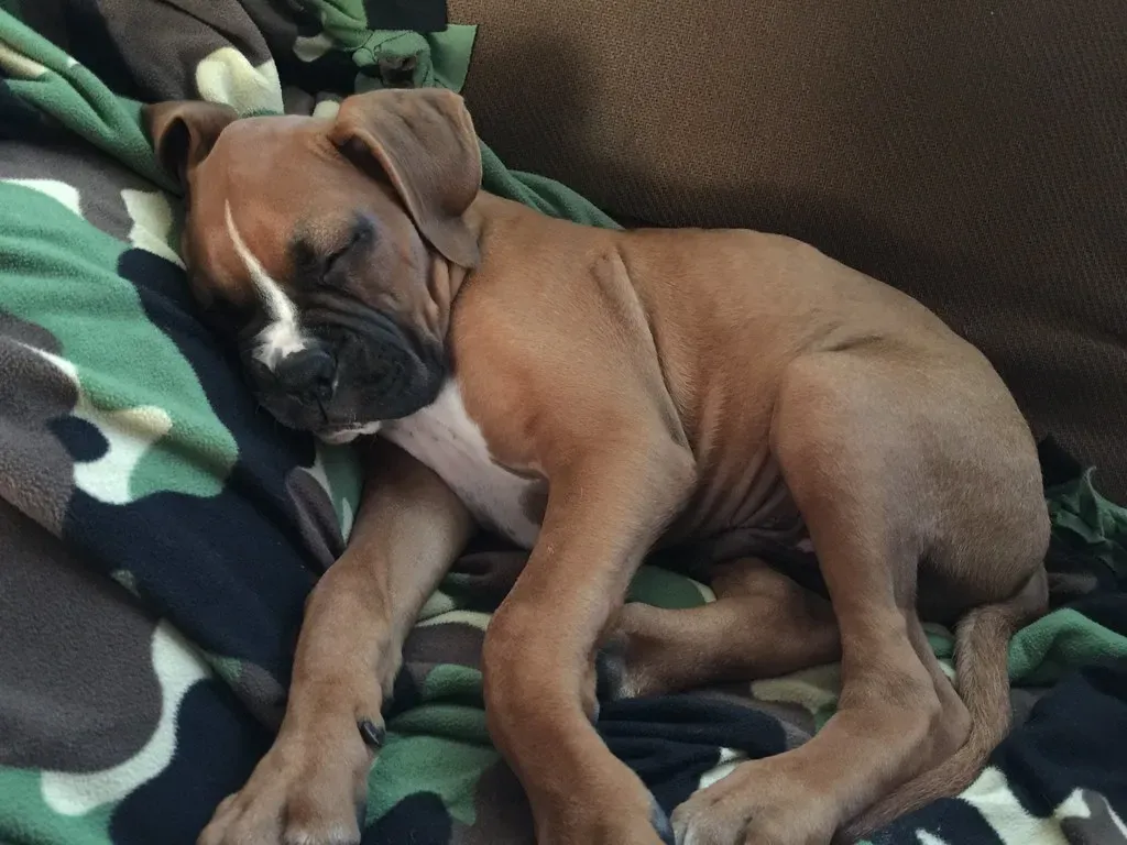 Boxer (anjanettew, Flickr, CC BY-SA 2.0)