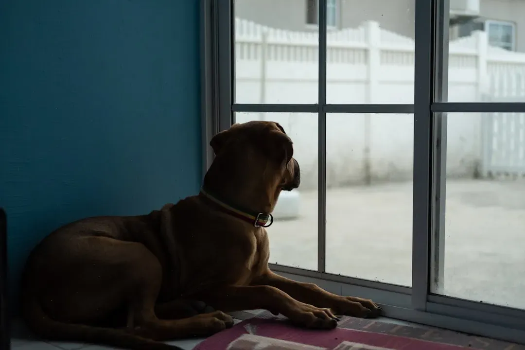 #11 - House Training or Accident Patterns (Image Credits: Unsplash)