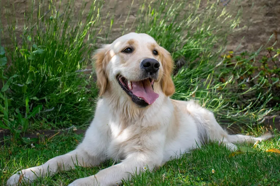 Golden Retriever (Image Credits: Unsplash)