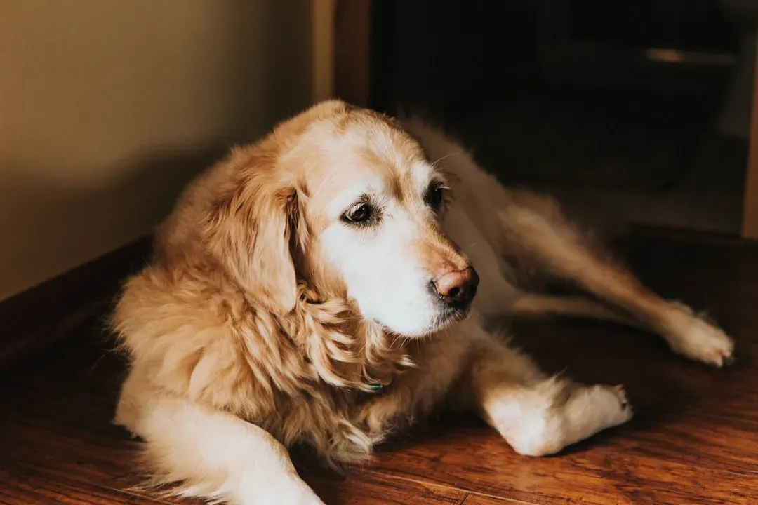 What Wisconsin's Dog Preferences Say About the State (Image Credits: Unsplash)