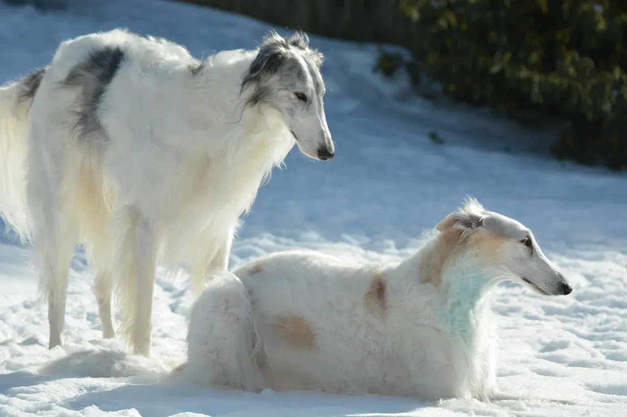 9. Borzoi: The Elegant Aristocrat (Image Credits: Pixabay)
