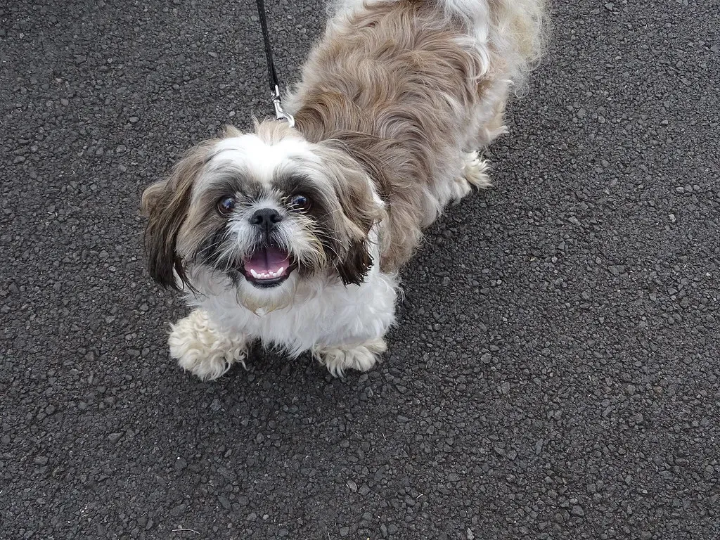 Building a Stronger, Healthier Pup (Image Credits: Flickr)