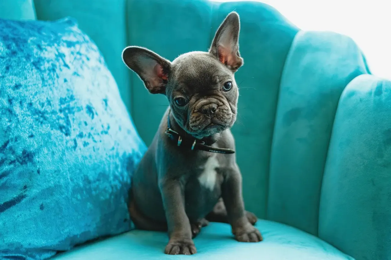 9. French Bulldog: The Devoted Couch Companion (Image Credits: Pixabay)