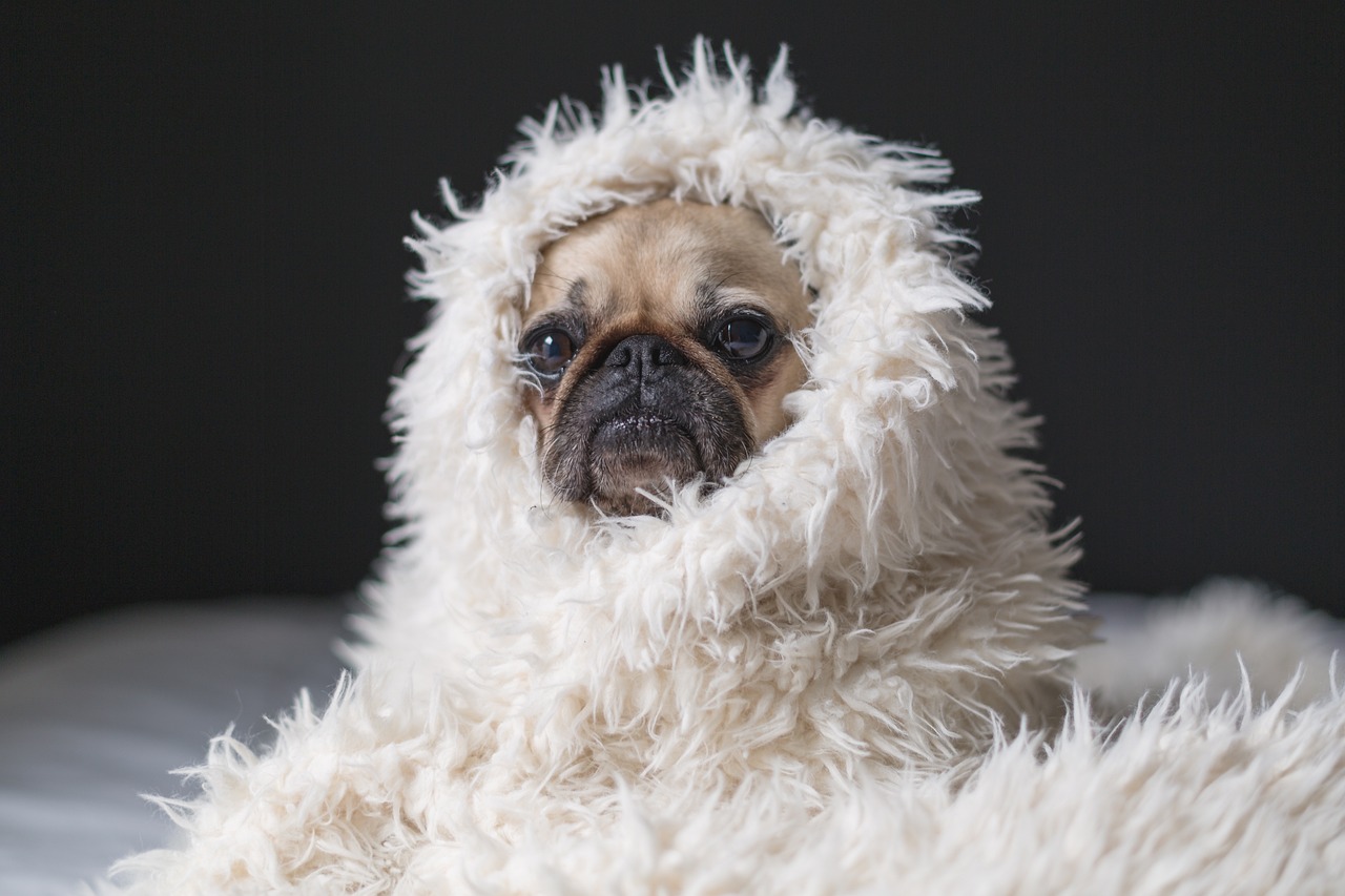 Pugs: The Comedic Couch Potatoes (Image Credits: Pixabay)