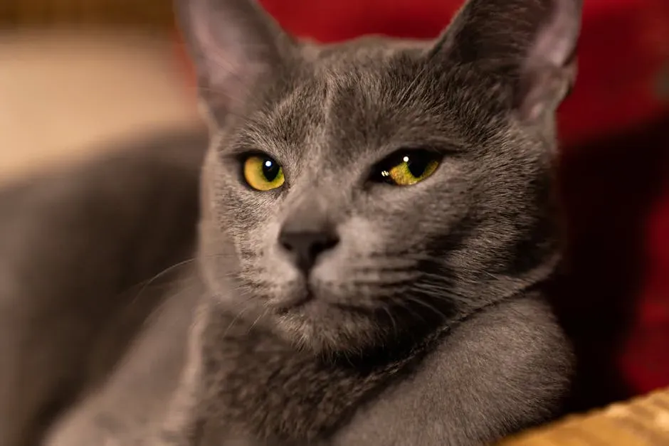 #12. Pisces (February 19 – March 20): The Russian Blue (Image Credits: Pexels)