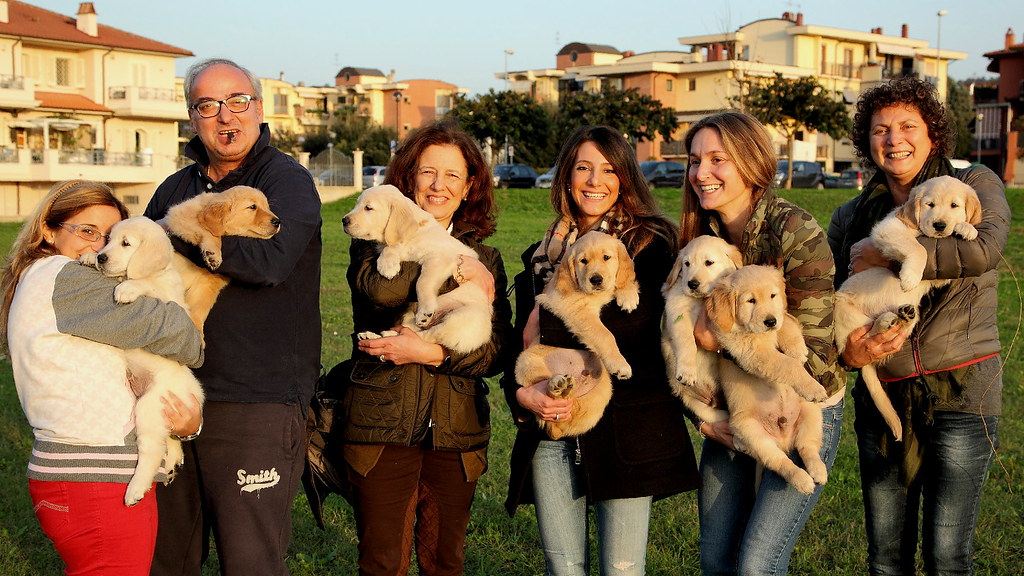 Golden Retrievers: The Ultimate Emotional First Responders (Image Credits: Flickr)