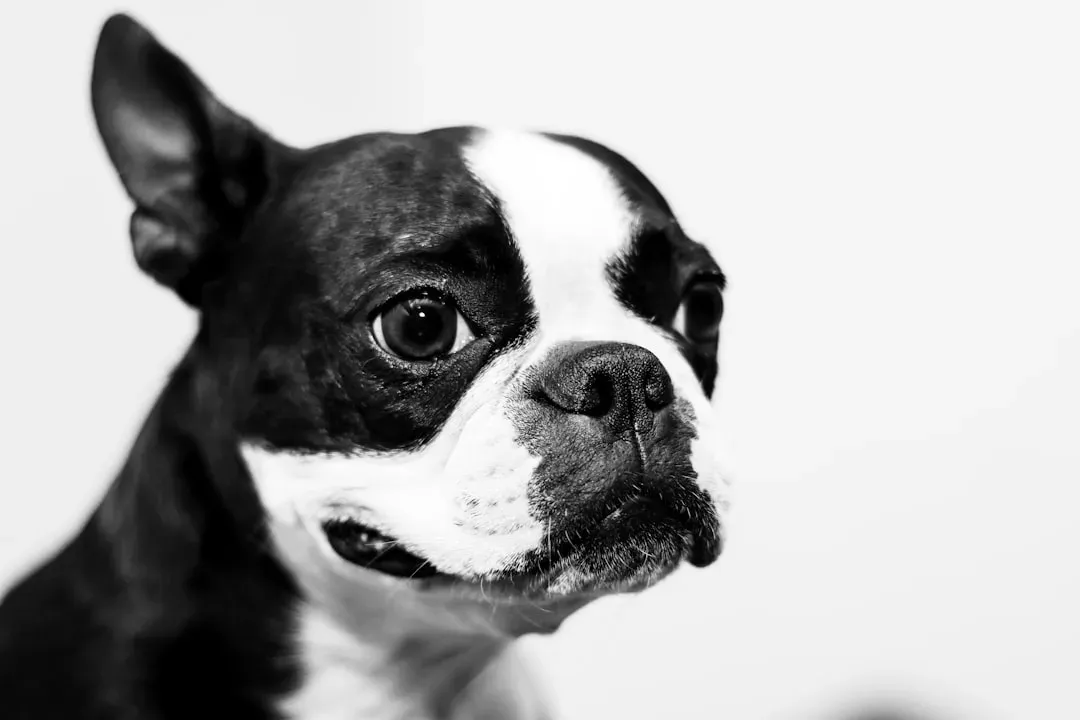 7. Boston Terrier: The Gentleman Who Means Business (Image Credits: Unsplash)