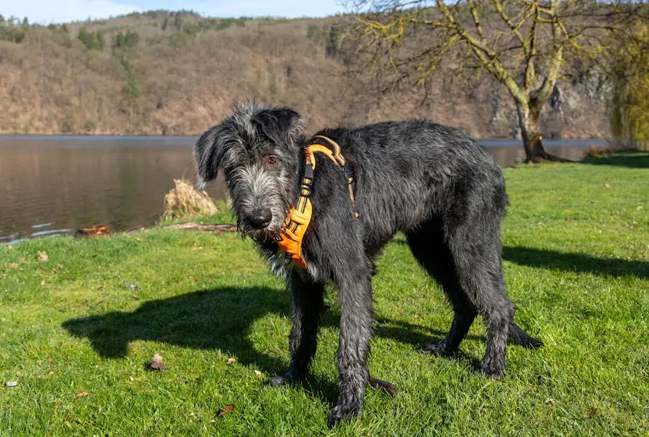 Aquarius (January 20 – February 18): Siberian Husky / Irish Wolfhound (Image Credits: Pexels)