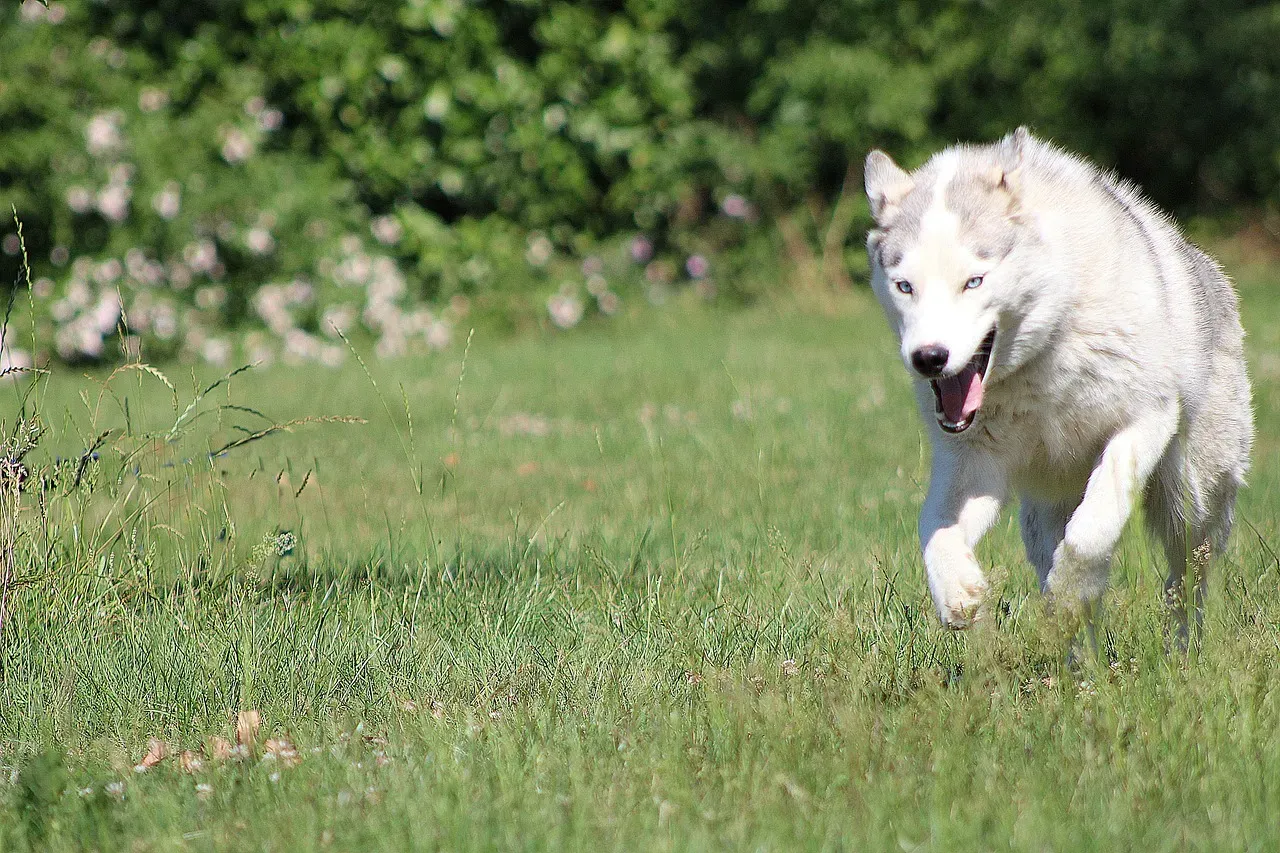 #17 - The Midnight Zoomies That Shake the Whole House (Image Credits: Pixabay)