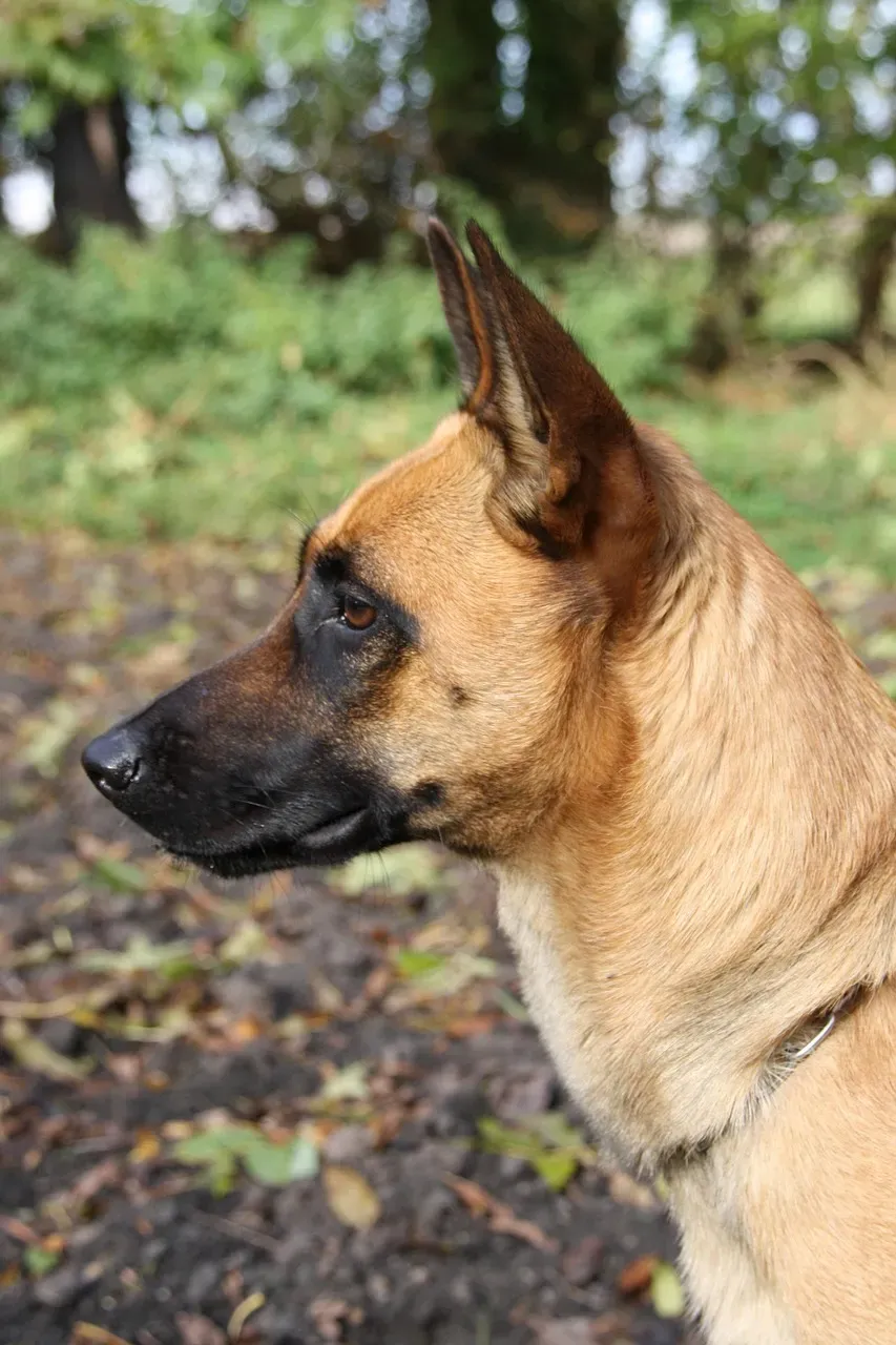 3. Belgian Malinois: A Working Dog Wearing a Family Pet Costume (Image Credits: Pixabay)