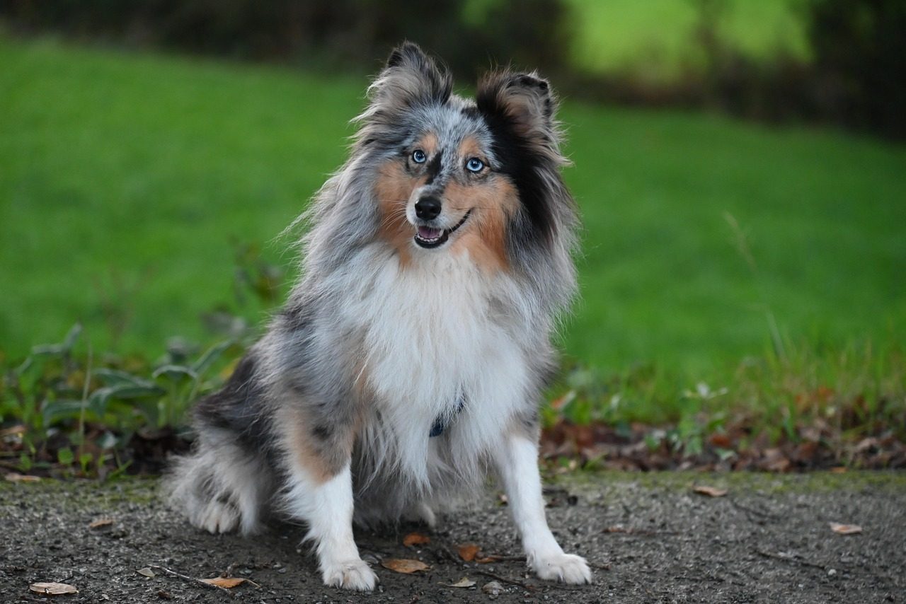 6. Shetland Sheepdog: The Small Package of Brilliance (Image Credits: Pixabay)