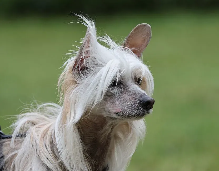 Overgrooming or Sudden Hair Loss (Image Credits: Pexels)