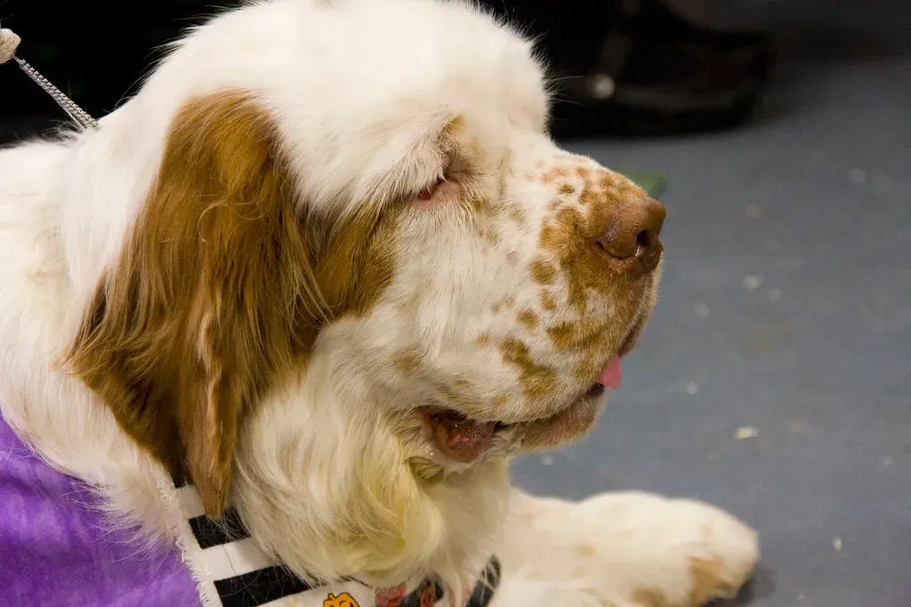 11. Clumber Spaniel: The Understated Companion (audrey_sel, Flickr, CC BY-SA 2.0)