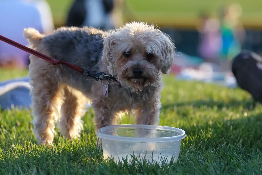 Hydration is Key (Minda Haas Kuhlmann, Flickr, CC BY 2.0)