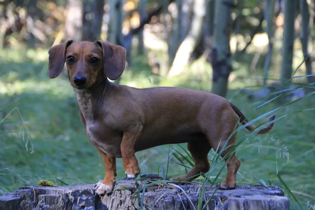 #7. Dachshund: Big Attitude, Small Package (Image Credits: Unsplash)