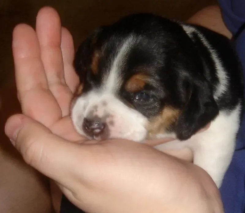 Licking Is Built Into Their DNA - But There Are Limits (Image Credits: Flickr)