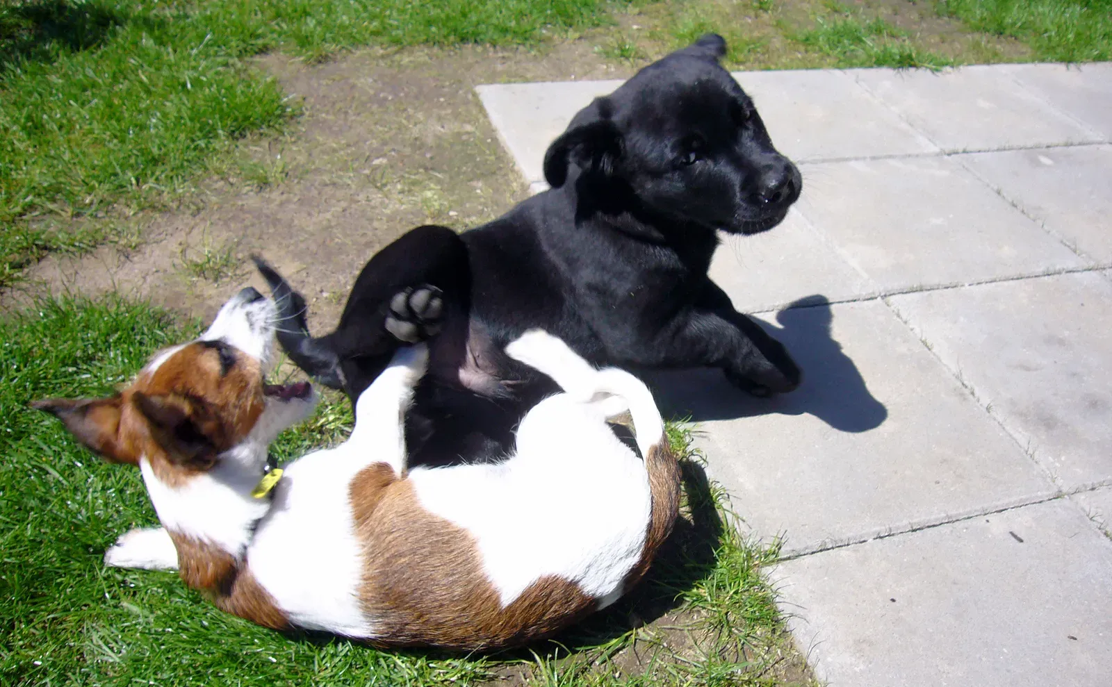 Labrador Retrievers: Everyone's Best Friend (Image Credits: Wikimedia)