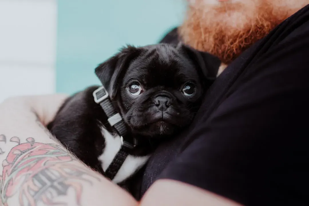 #7: Pug (Image Credits: Unsplash)