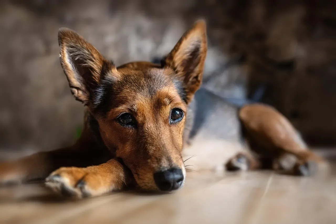 12. Their Ears Sit in a Neutral, Relaxed Position (Image Credits: Pixabay)