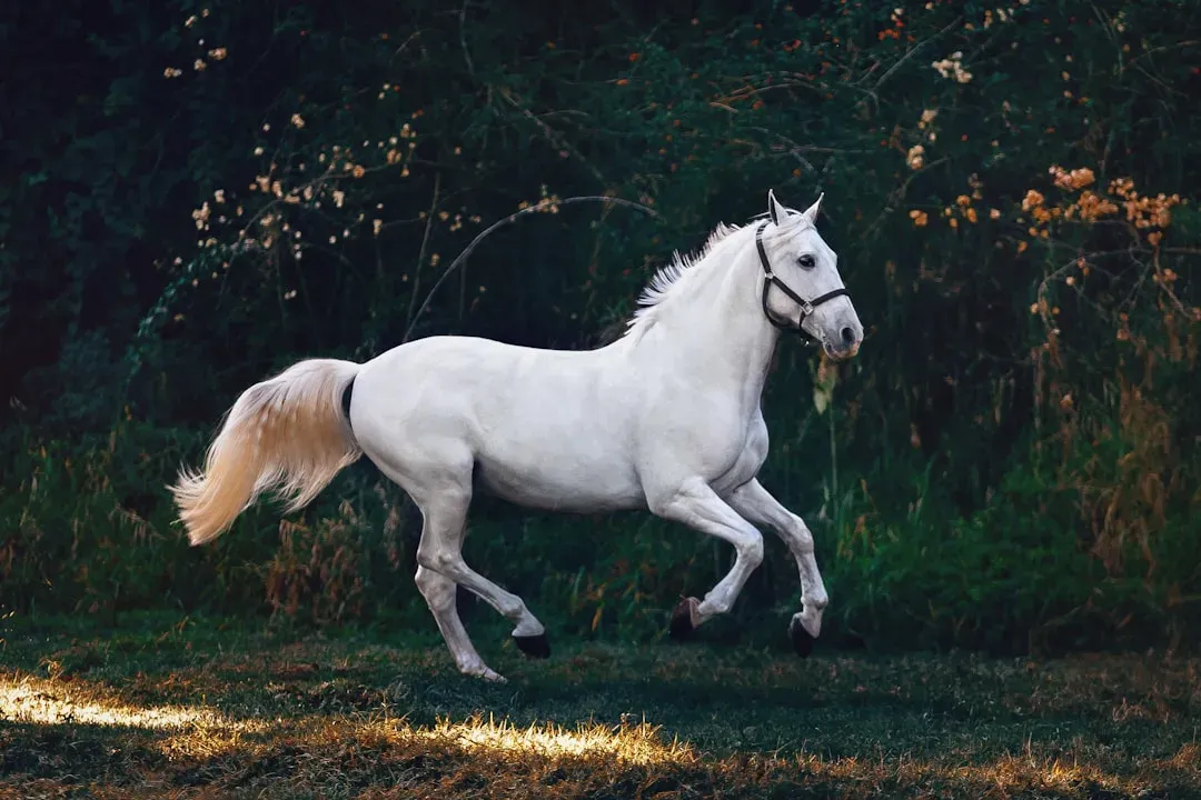 #8. Scorpio (October 23 – November 21): The Arabian (Image Credits: Unsplash)