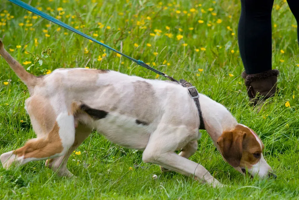 The Scent Driven Rebels: When Their Nose Rules Everything (Image Credits: Flickr)