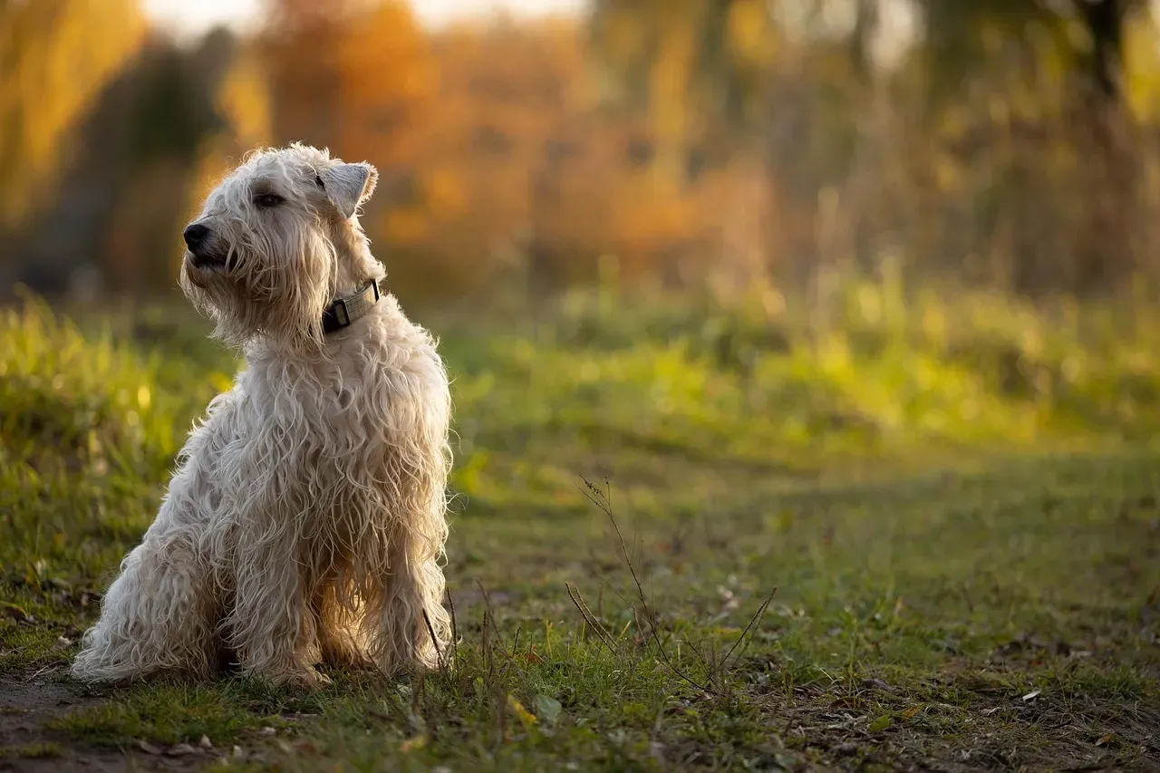 13. Soft Coated Wheaten Terrier: The Enthusiastic Jumper (Image Credits: Pixabay)
