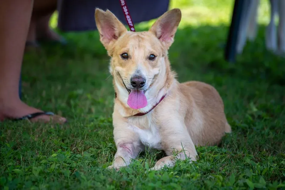 11. Mixed-Breed Rescue Dogs: The Wildcards With the Deepest Gratitude (Image Credits: Pexels)