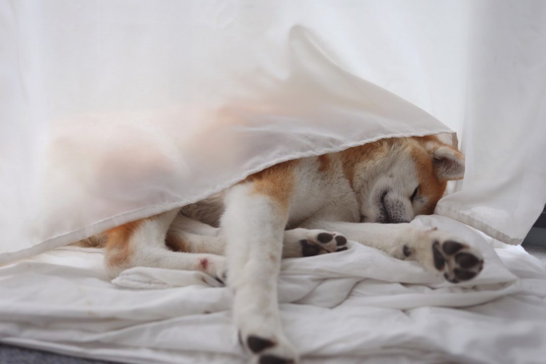Check How Fast They Escape a Blanket Test (Image Credits: Unsplash)