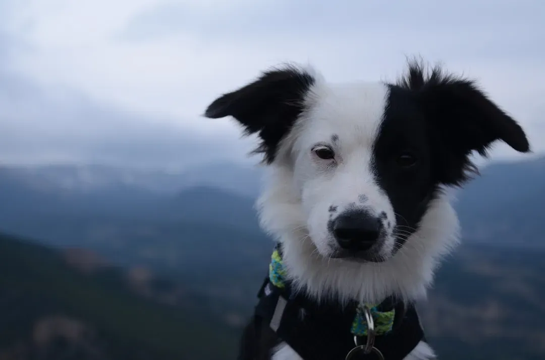 #4 Border Collie: The Steadfast Sentinel (Image Credits: Unsplash)