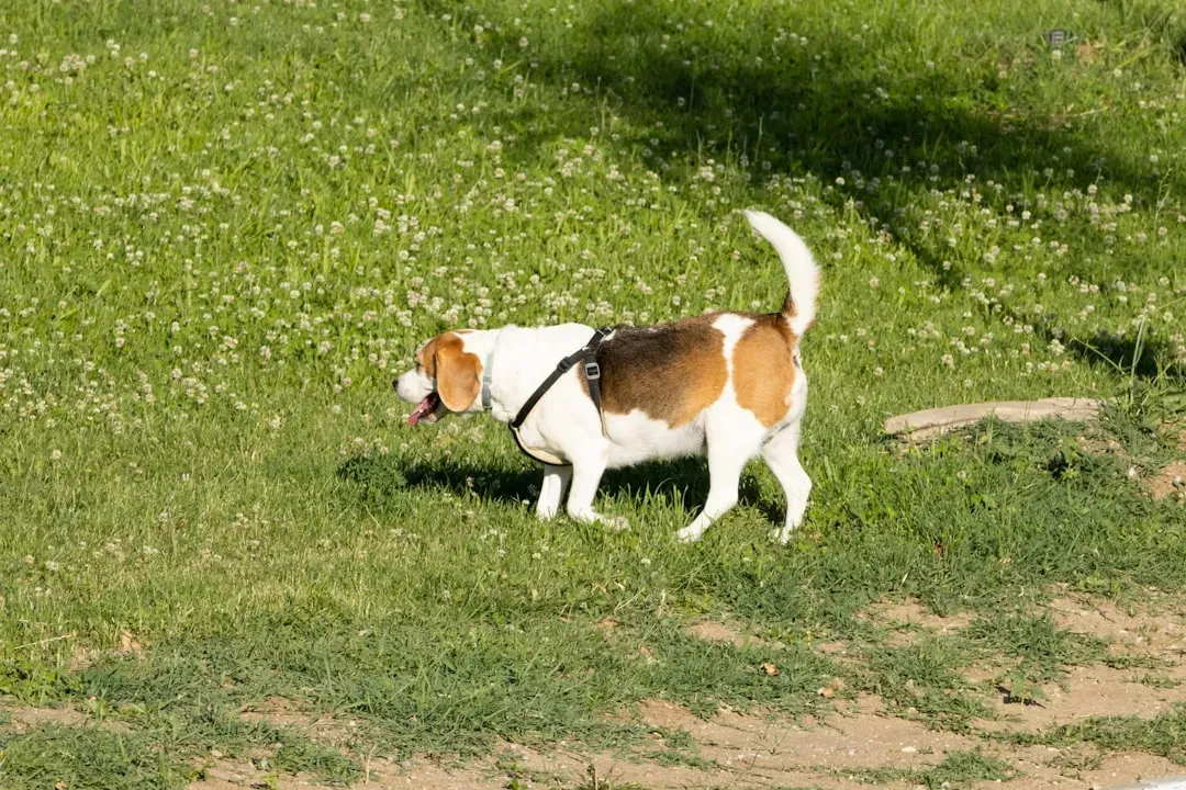 Beagle: The Scent-Driven Demolition Expert (Image Credits: Unsplash)