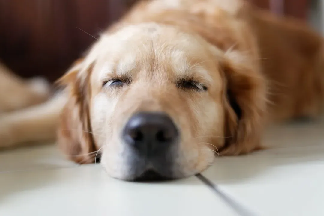 Yes, Your Dog Is Definitely Dreaming (Image Credits: Unsplash)