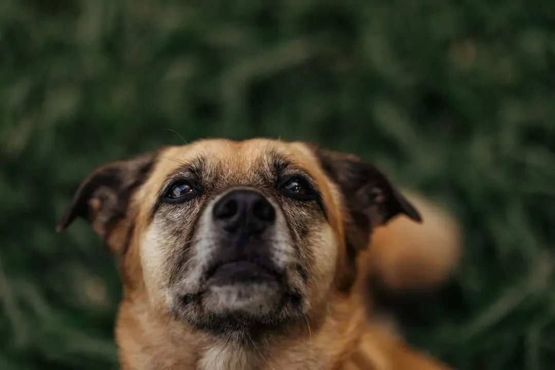 They Look to You When Something Startles Them (Image Credits: Unsplash)