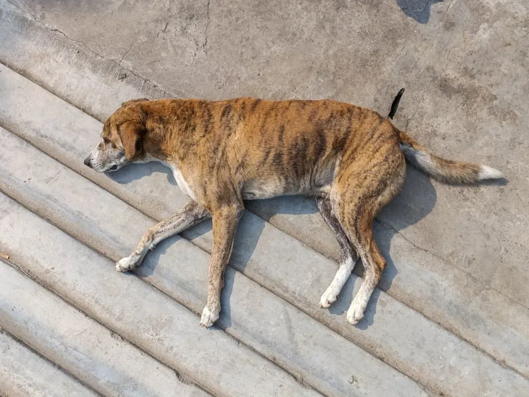 #4: Visible Malnourishment and Poor Physical Condition (Image Credits: Unsplash)